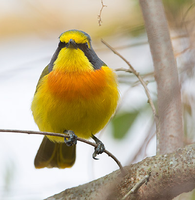 Orange-breasted Bush Shrike male